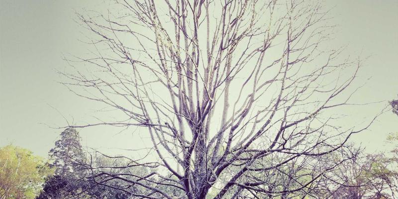 ARTAS机器人植发 vs 传统FUE：揭秘高精度scalp treatment的技术革命