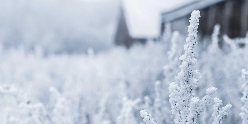 Follicular Unit Extraction (FUE)：现代毛发移植技术的革命性突破