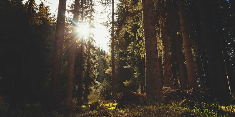 Hair Transplant 24: A Modern Guide to Follicular Unit Extraction and Scalp Health