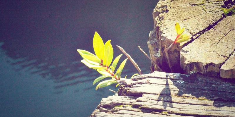 Hair Transplant终极攻略:从FUE技术选择到术后护理全解析