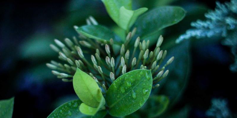 植发后原生发继续脱落怎么办？全面解析预防措施与二次植发规划