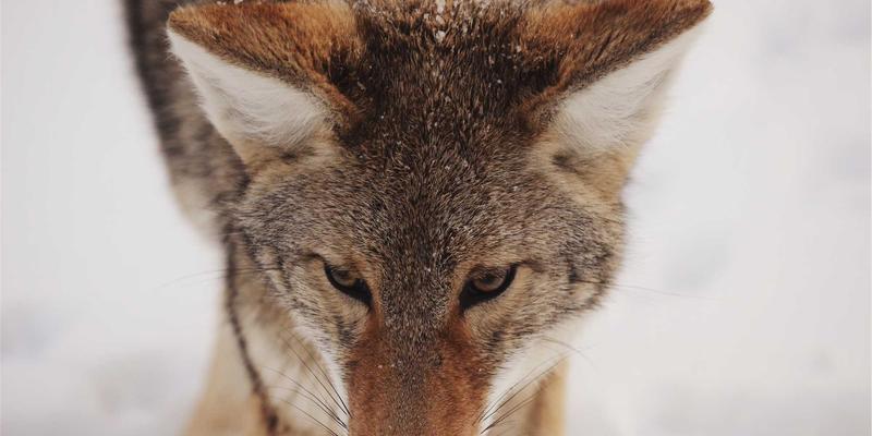 植发手术年龄全解析：FUE技术的最佳时机与老年患者可行性